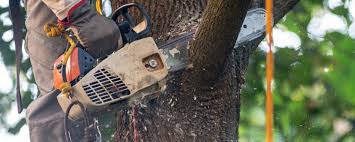 Best Tree and Shrub Care  in Califon, NJ