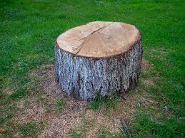 Best Tree Trimming and Pruning  in Califon, NJ
