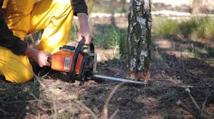 Best Seasonal Cleanup (Spring/Fall)  in Califon, NJ