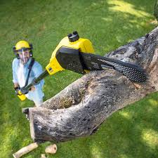 Califon, NJ Tree Removal Company