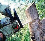 How Our Tree Care Process Works  in  Califon, NJ