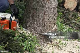 Best Stump Grinding and Removal  in Califon, NJ