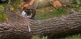 Best Commercial Tree Services  in Califon, NJ