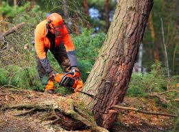 Best Aeration Services  in Califon, NJ