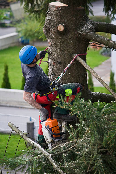 Best Storm Damage Tree Cleanup  in Califon, NJ