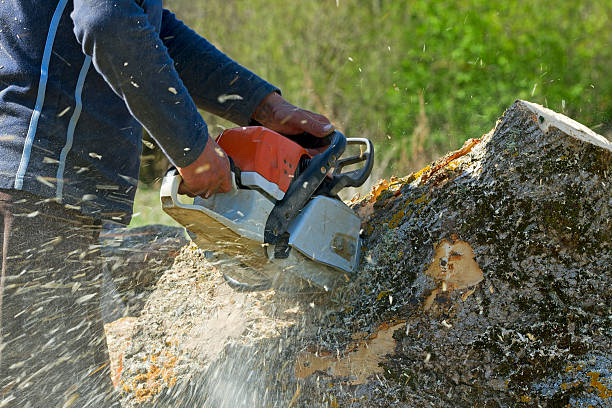 Best Tree Cabling and Bracing  in Califon, NJ
