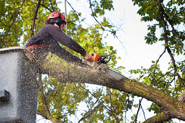 Best Soil Testing and Treatment  in Califon, NJ